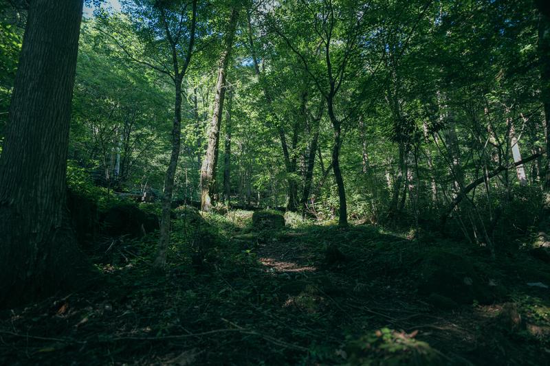 山林・森林